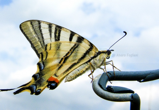 PODALIRIO, Scarce swallowtail, Iphiclides podalirius - Luogo: Costa Pelada (PV) - Autore: Alvaro