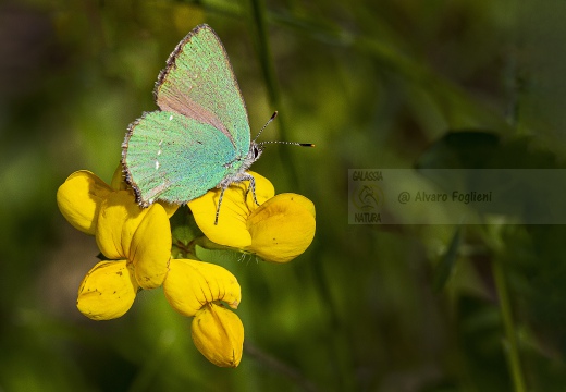 ARGO VERDE [Licenide del rovo], Green Hairstreak, Callophrys rubi - Luogo: Valverde (PV) - Autore: Avaro