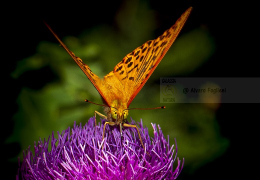 PAFIA (Argynnis paphia) - Alta Val Tidone (PV)