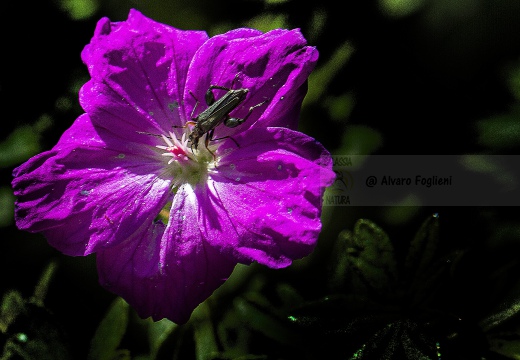 Insetto su fiore - Alta Val Tidone (PV)