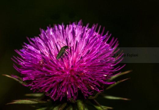 Insetto su fiore - Alta Val Tidone (PV)