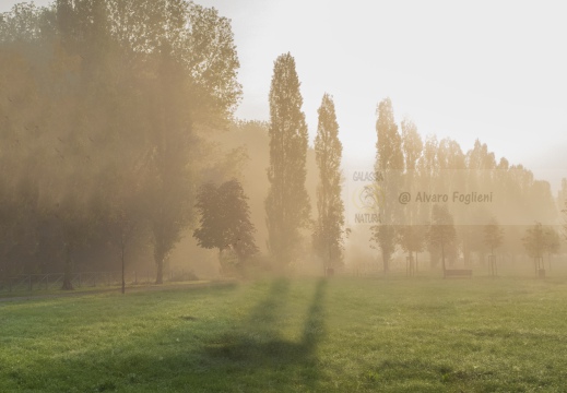 Studio effetto nebbia - Parco Ticinello (MI)
