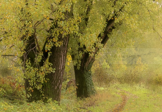 Foschia e pioggia autunnale nel parco Ticinello (MI)