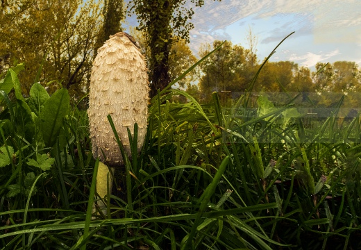 FUNGHI autunnali al parco Ticinello (BG)