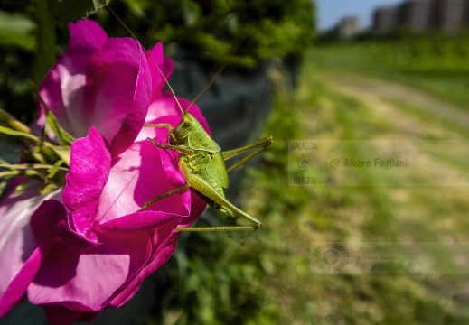 CAVALLETTA su rosa - Anello di Via dei Missaglia (MI)