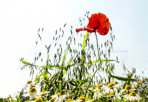 PAPAVERO ai margini di un viottolo di campagna - Parco agricolo Milano Sud (MI)