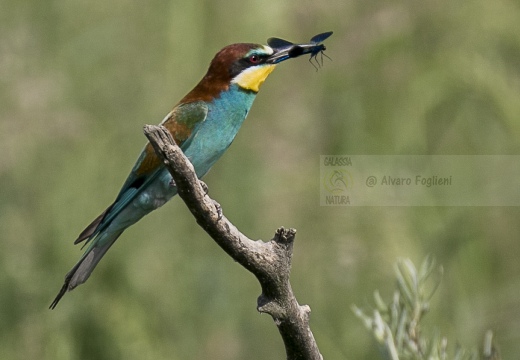 GRUCCIONE, European bee-eater, Merops apiaster - Località: S. Albano Stura (CN)