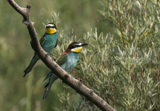 GRUCCIONE, European bee-eater, Merops apiaster - Località: S. Albano Stura (CN)