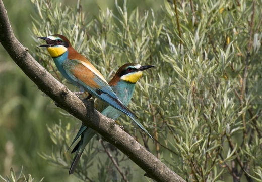 GRUCCIONE, European bee-eater, Merops apiaster - Località: S. Albano Stura (CN)