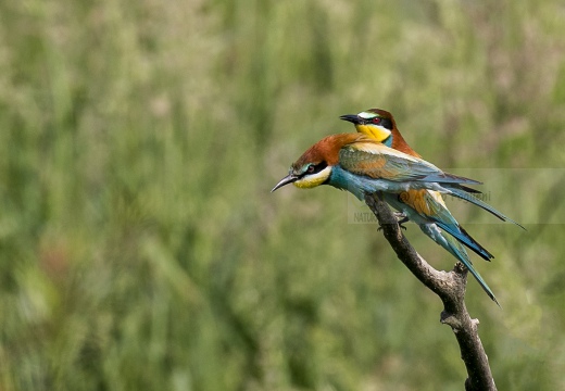 GRUCCIONE, European bee-eater, Merops apiaster - Località: S. Albano Stura (CN)