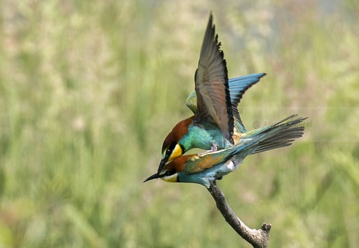 GRUCCIONE, European bee-eater, Merops apiaster - Località: S. Albano Stura (CN)