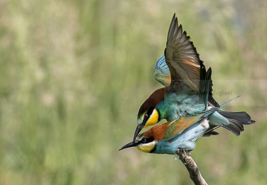 GRUCCIONE, European bee-eater, Merops apiaster - Località: S. Albano Stura (CN)