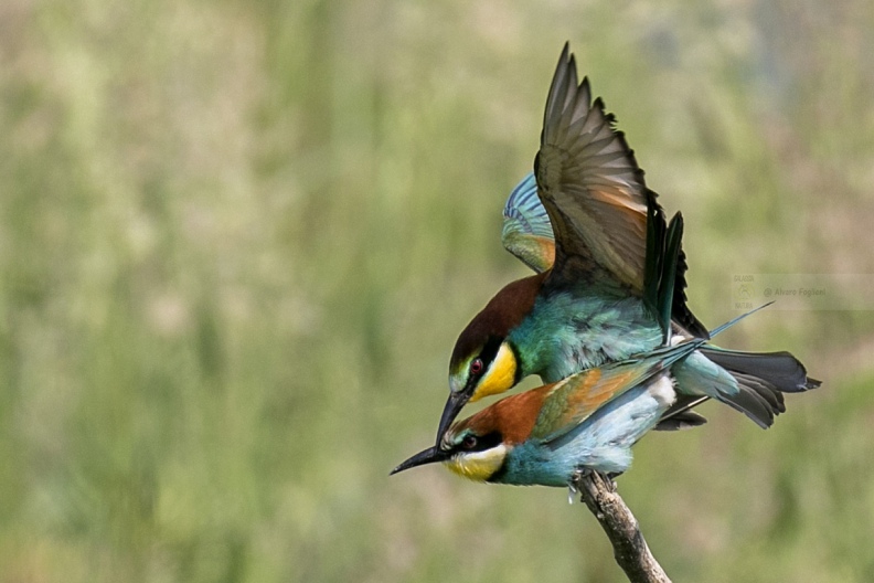 GRUCCIONE, European bee-eater, Merops apiaster - Località: S. Albano Stura (CN)
