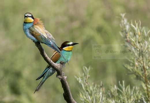 GRUCCIONE, European bee-eater, Merops apiaster - Località: S. Albano Stura (CN)