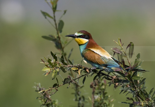 GRUCCIONE, European bee-eater, Merops apiaster - Località: S. Albano Stura (CN)