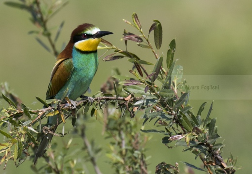 GRUCCIONE, European bee-eater, Merops apiaster - Località: S. Albano Stura (CN)