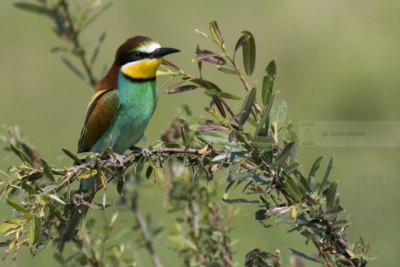 GRUCCIONE, European bee-eater, Merops apiaster - Località: S. Albano Stura (CN)