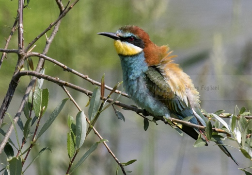 GRUCCIONE, European bee-eater, Merops apiaster - Località: S. Albano Stura (CN)