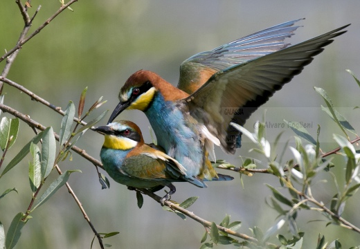 GRUCCIONE, European bee-eater, Merops apiaster - Località: S. Albano Stura (CN)