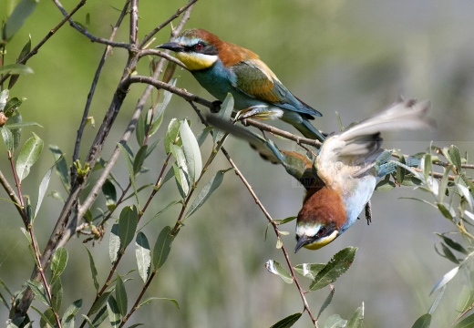 GRUCCIONE, European bee-eater, Merops apiaster - Località: S. Albano Stura (CN)