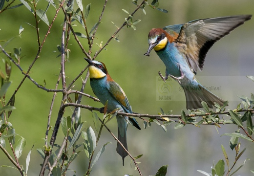 GRUCCIONE, European bee-eater, Merops apiaster - Località: S. Albano Stura (CN)