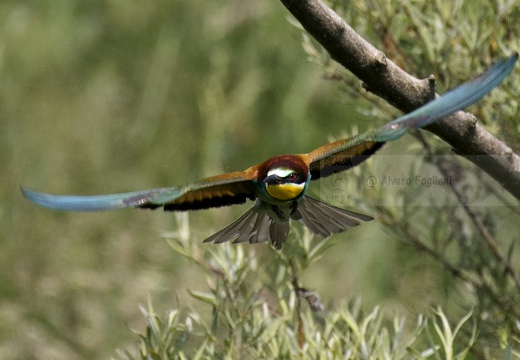 GRUCCIONE, European bee-eater, Merops apiaster - Località: S. Albano Stura (CN)