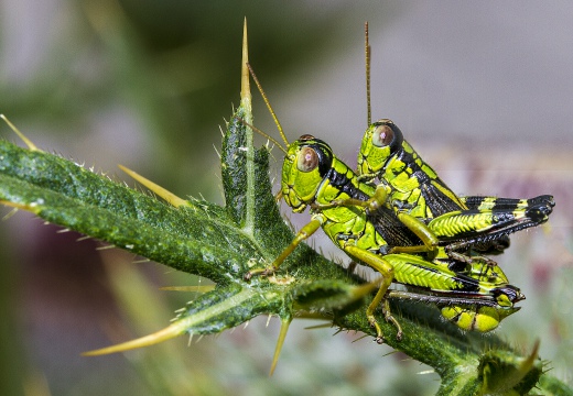 MIRAMELLA ALPINA - Prealpi comasche - Monte S. Primo (CO)