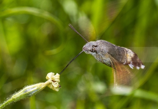 SFINGE DEL GALIO o sfinge colibrì (Macroglossum stellatarum) - Alta Valle Staffora (PV)