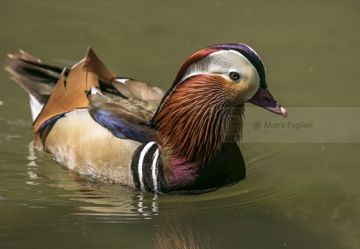 ANATRA MANDARINA - Mandarin duck - Aix galericulata