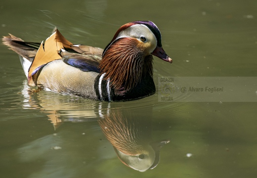 ANATRA MANDARINA - Mandarin duck - Aix galericulata