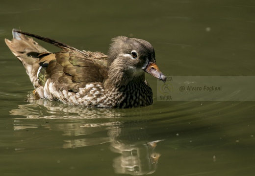 ANATRA MANDARINA - Mandarin duck - Aix galericulata