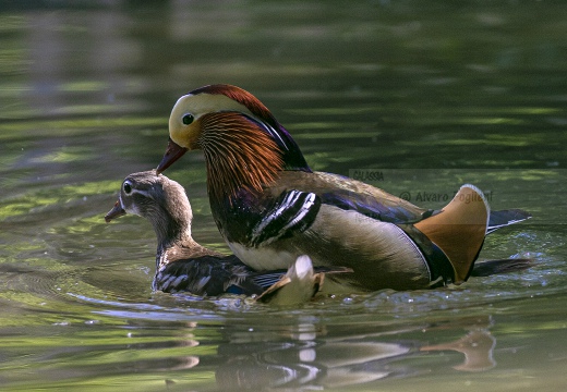 ANATRA MANDARINA - Mandarin duck - Aix galericulata