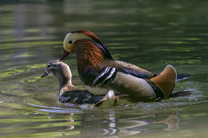 ANATRA MANDARINA - Mandarin duck - Aix galericulata