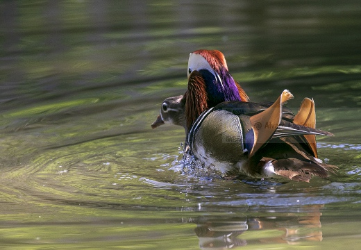 ANATRA MANDARINA - Mandarin duck - Aix galericulata
