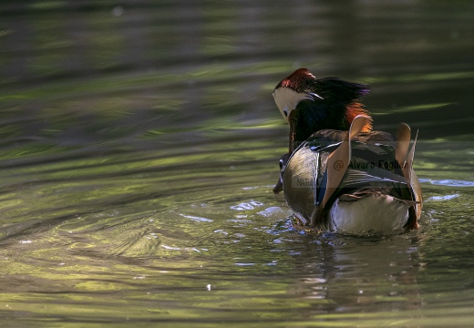 ANATRA MANDARINA - Mandarin duck - Aix galericulata