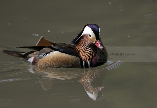 ANATRA MANDARINA - Mandarin duck - Aix galericulata