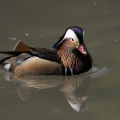 ANATRA MANDARINA - Mandarin duck - Aix galericulata