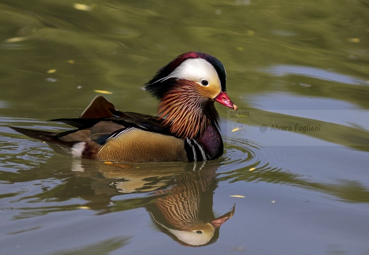 ANATRA MANDARINA - Mandarin duck - Aix galericulata