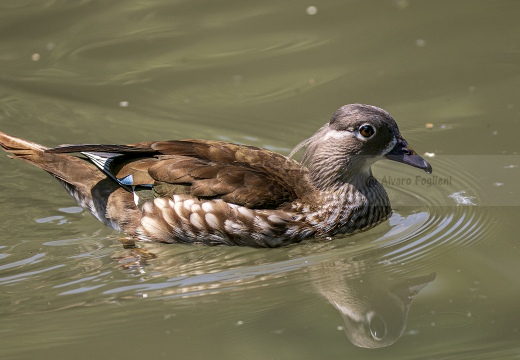 ANATRA MANDARINA - Mandarin duck - Aix galericulata