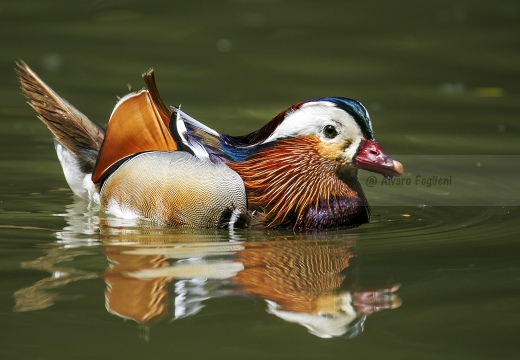 ANATRA MANDARINA - Mandarin duck - Aix galericulata