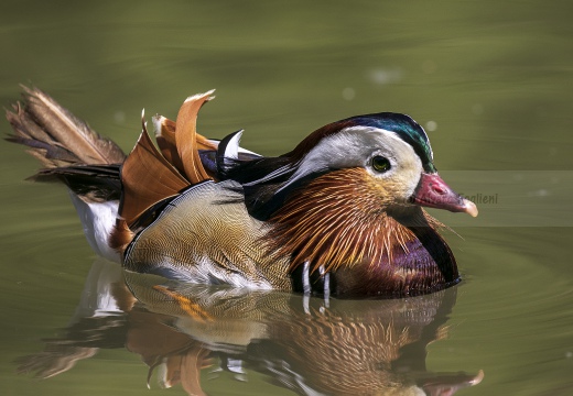 ANATRA MANDARINA - Mandarin duck - Aix galericulata