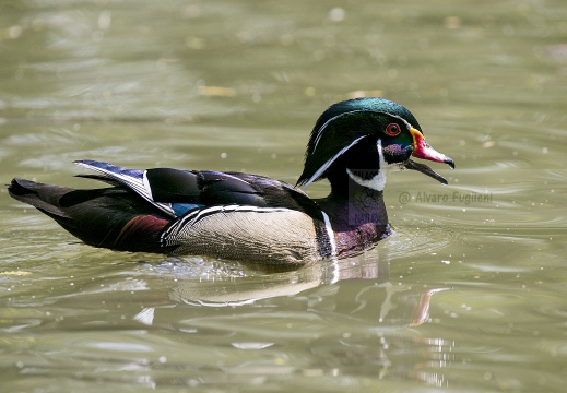 ANATRA SPOSA - Carolina duck - Aix sponsa