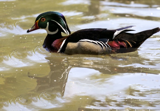 ANATRA SPOSA - Carolina duck - Aix sponsa