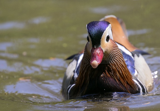 ANATRA SPOSA - Carolina duck - Aix sponsa