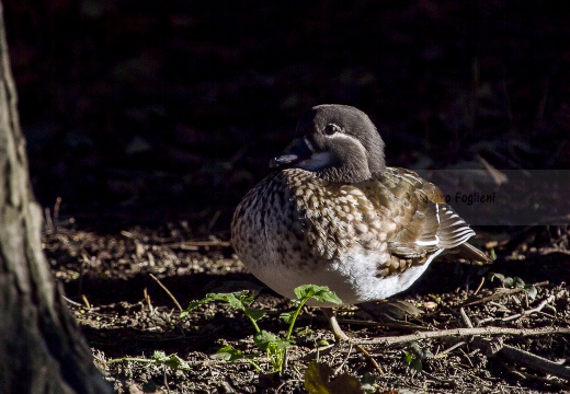 ANATRA SPOSA - Carolina duck - Aix sponsa