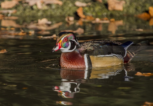 ANATRA SPOSA - Carolina duck - Aix sponsa