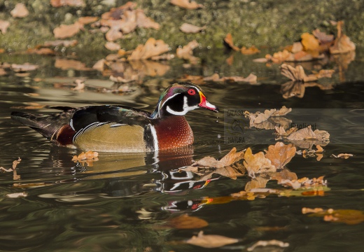 ANATRA SPOSA - Carolina duck - Aix sponsa