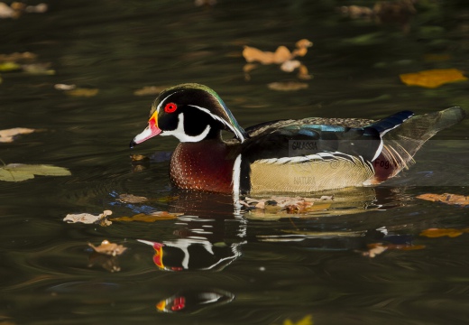 ANATRA SPOSA - Carolina duck - Aix sponsa