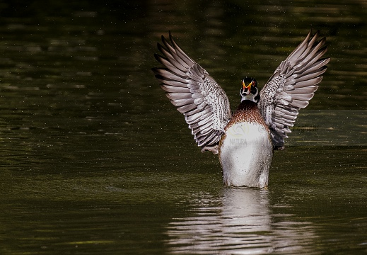 ANATRA SPOSA - Carolina duck - Aix sponsa