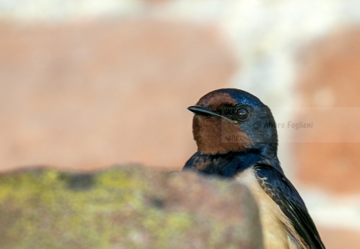 RONDINE - Barn Swallow - Hirundo rustica